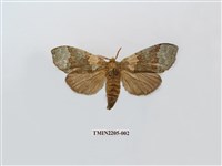 藏品(寬帶綠舟蛾)的圖片